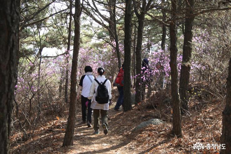 아산 고용산 연분홍빛 진달래꽃 만발 사진