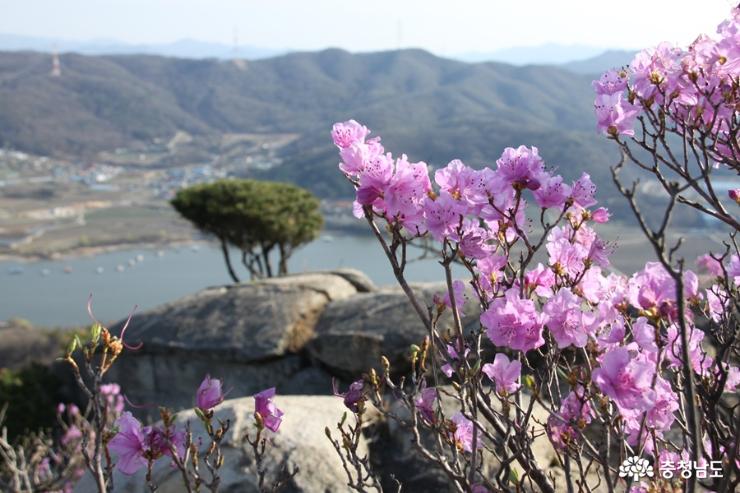 아산 고용산 연분홍빛 진달래꽃 만발 사진