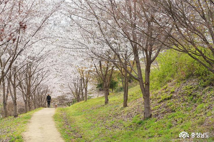 봄나들이 하기 좋은 숨겨진 산책로 사진