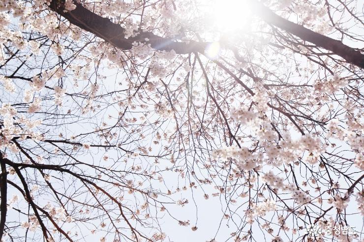 천안의 벚꽃명소,  원성천 벚꽃길 사진