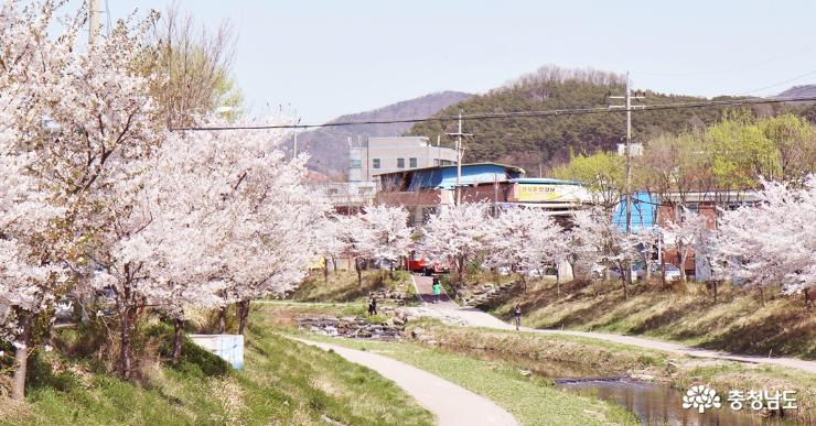 천안의 벚꽃명소,  원성천 벚꽃길 사진