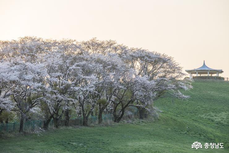 서산의 벚꽃명소, 운산 삼화목장 사진