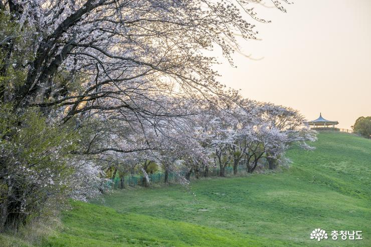 서산의 벚꽃명소, 운산 삼화목장 사진