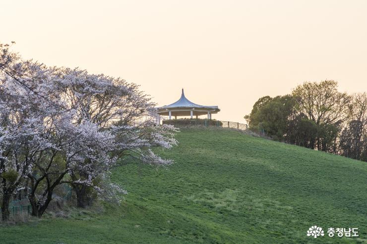 서산의 벚꽃명소, 운산 삼화목장 사진