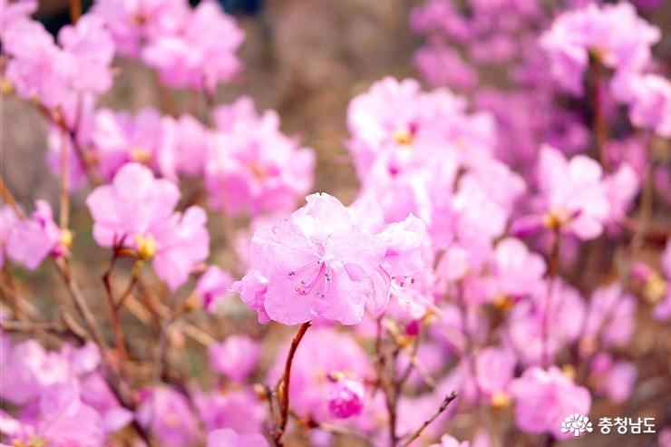 봄꽃구경하며 걷기좋은 천장호 사진