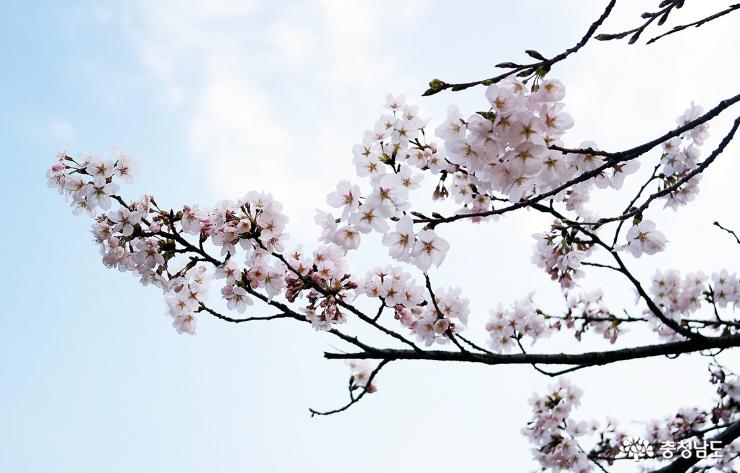 봄꽃구경하며 걷기좋은 천장호 사진