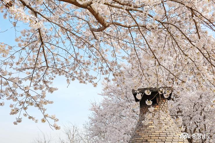 벚꽃으로 물든 자연속 미술관 아산 당림미술관