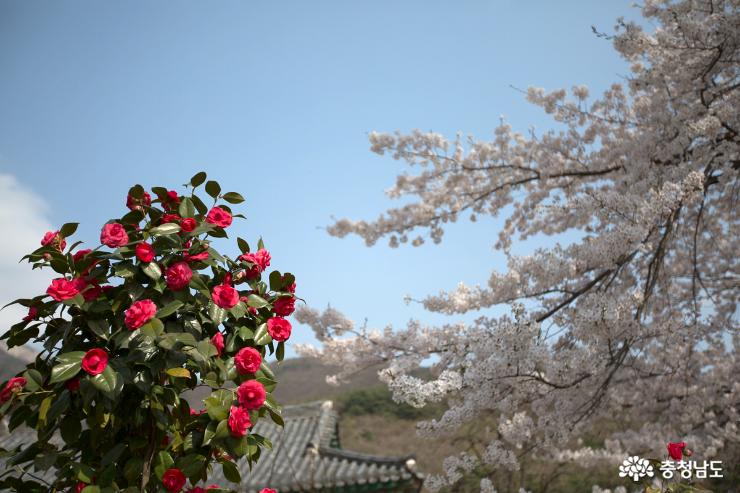 벚꽃이아름답게핀계룡산신원사 10