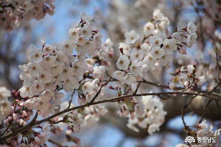 당진순성벚꽃 이번주가 절정, 축제도 활짝 사진