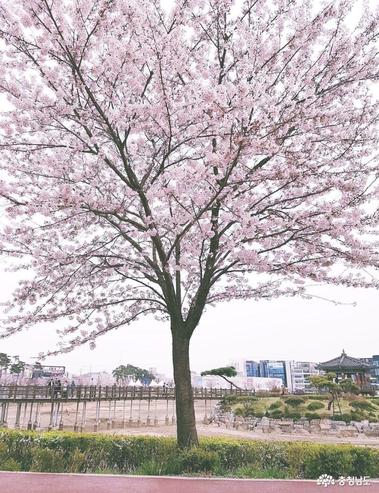 벚꽃품은 ‘서산 호수공원’ 사진