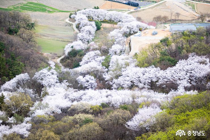 벚나무 숲이 반겨주는 명산 천안 취암산 사진