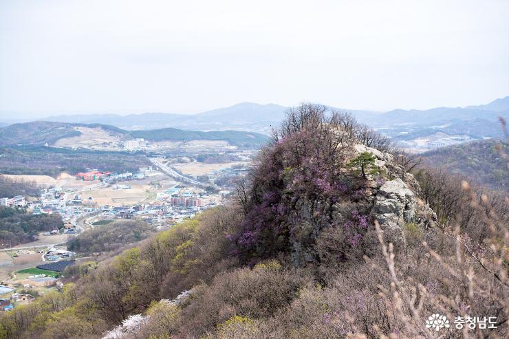 벚나무 숲이 반겨주는 명산 천안 취암산 사진