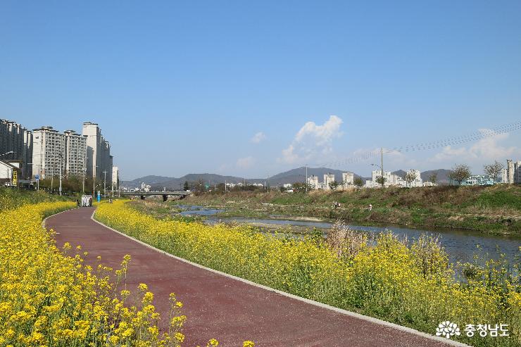 봄~봄 걷고 싶은 꽃길 천안천 유채꽃길 사진