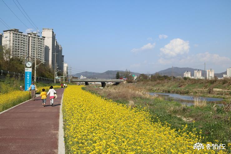 봄~봄 걷고 싶은 꽃길 천안천 유채꽃길 사진
