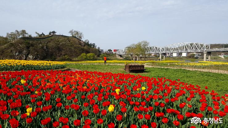 봄꽃이 활짝 핀 공주 금강신관공원
