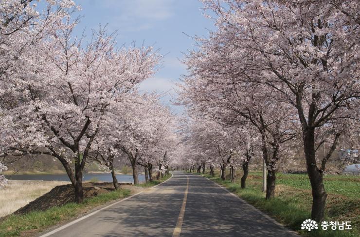 화사한 벚꽃터널 만든 보령 주산 벚꽃길