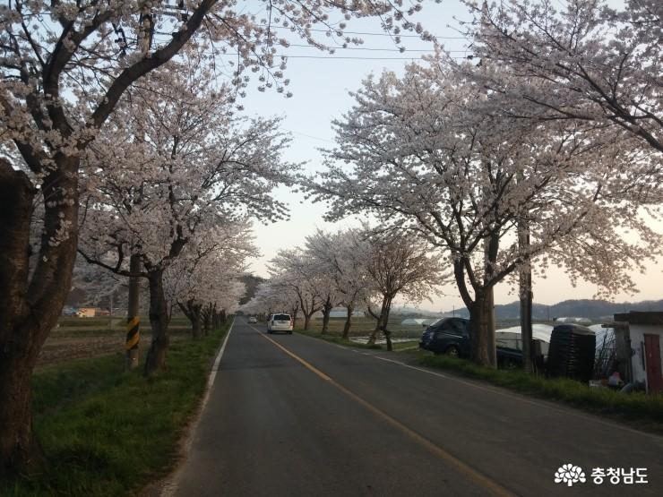 화사한 벚꽃터널 만든 보령 주산 벚꽃길 사진