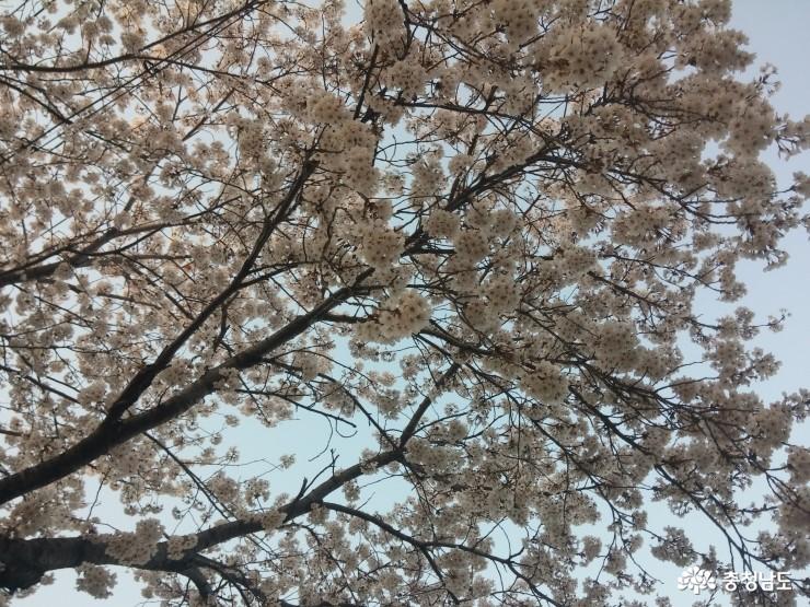 화사한 벚꽃터널 만든 보령 주산 벚꽃길 사진