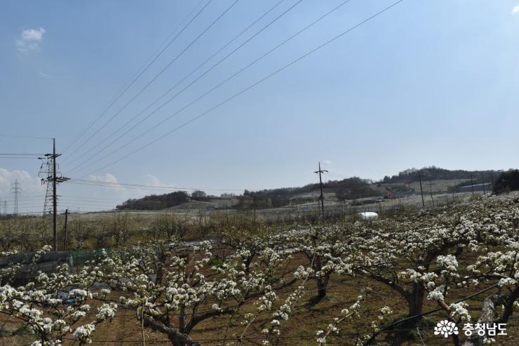 발걸음 멈추게 한 왕지봉 성환읍 배꽃 풍경 사진