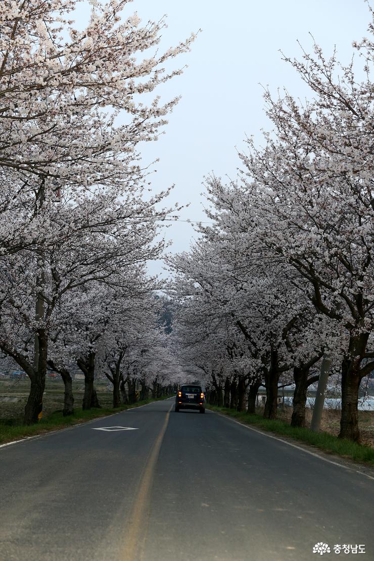 장장 6km에 걸쳐 장관을 이루는 주산지 벚꽃길