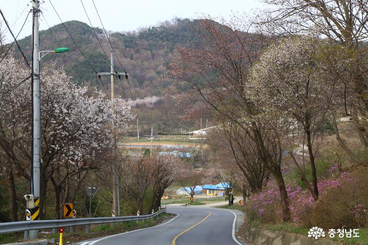 벚꽃·진달래 만개한  내포문화숲길 아미산 등산로