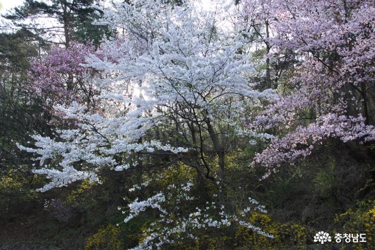 왕벚,  겹벚, 수양벚꽃 만발한 사찰 사진