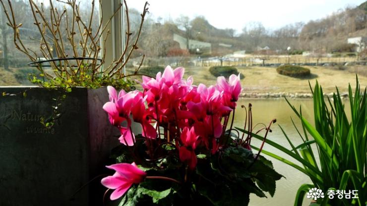 3월에 다녀온 아산 피나클랜드의 이른 봄 사진