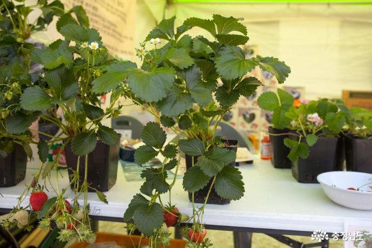 청년농부 도시농업 위해 딸기화분 개발하다