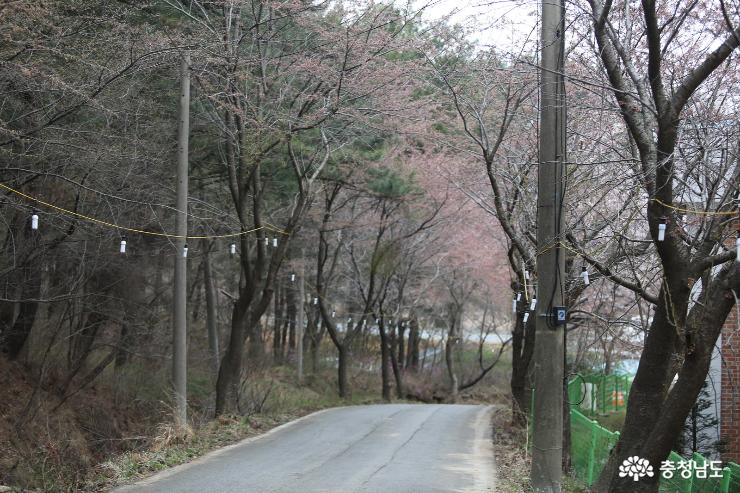 태안 이원면의 정겨운 마을의 벚꽃축제 사진