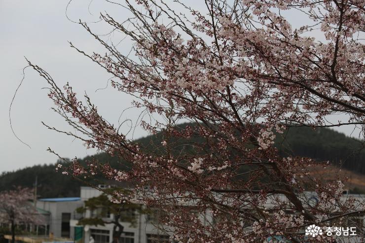 태안 이원면의 정겨운 마을의 벚꽃축제 사진