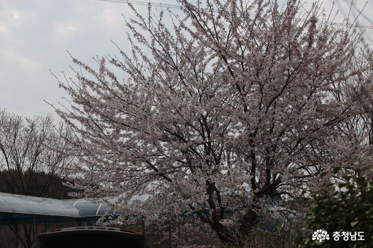 태안이원면의정겨운마을의벚꽃축제 6