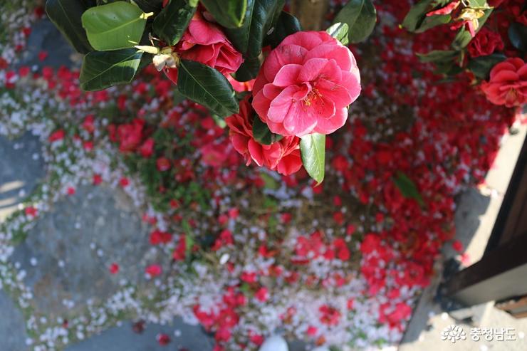 느지막히 피는 갈매못성지의 벚꽃 사진