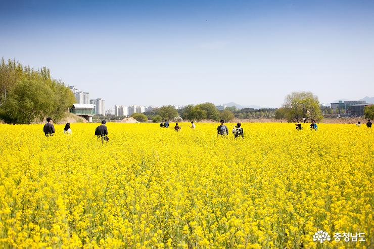 아산 곡교천의 황금물결 사진