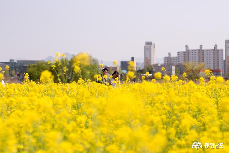 아산 곡교천의 황금물결 사진