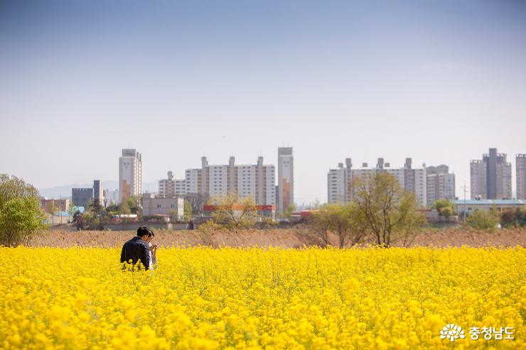 아산 곡교천의 황금물결 사진