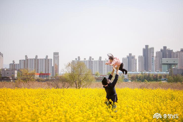 아산 곡교천의 황금물결 사진