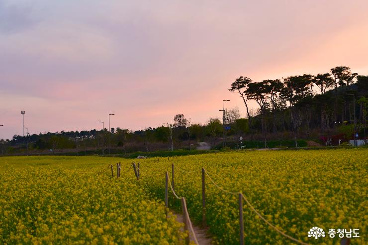 유채꽃이 활짝 핀 홍예공원 산책 사진
