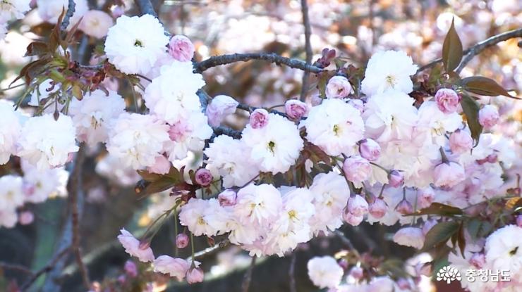 왕벚꽃 활짝 핀 개심사… 마지막 봄 벚꽃 사진