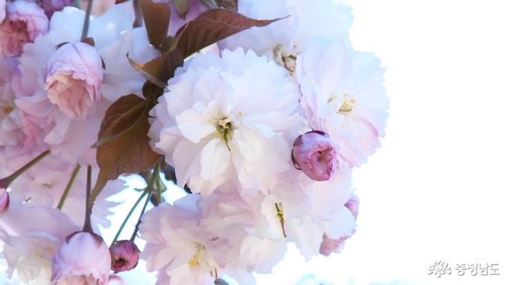 왕벚꽃 활짝 핀 개심사… 마지막 봄 벚꽃 사진