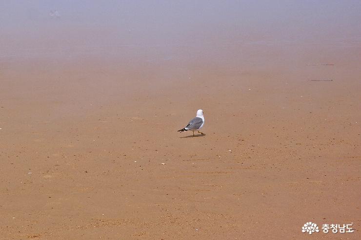 물안개 피어오르는 태안 만리포 해변 사진