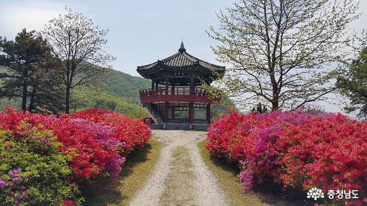 금강수목원·산림박물관 ‘봄꽃의 대향연’ 사진