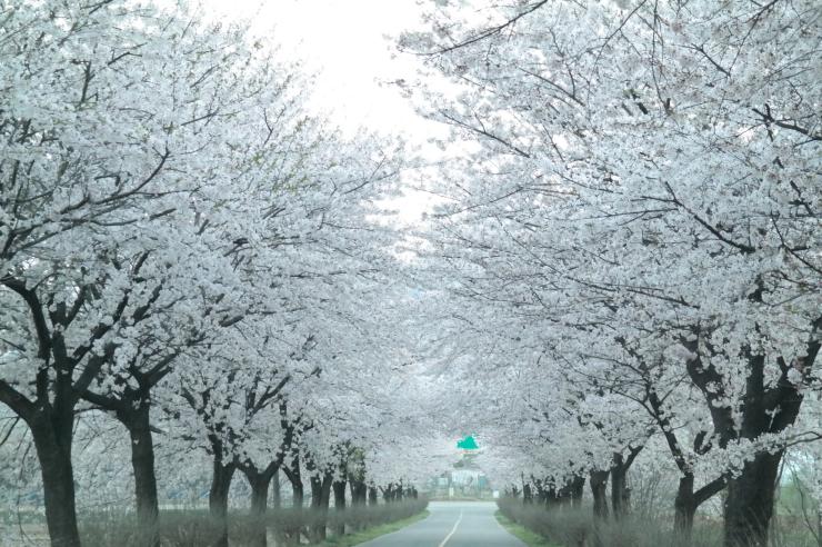 4월 초 하늘을 덮은 벚꽃 터널