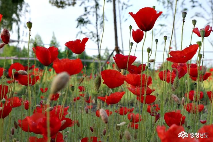 천호지 수변공원에 빨간 양귀비꽃 만발 사진