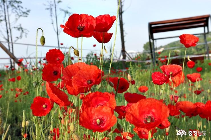천호지 수변공원에 빨간 양귀비꽃 만발 사진