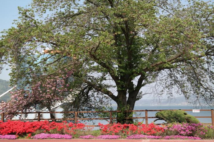 호숫가 벚나무와 철쭉꽃