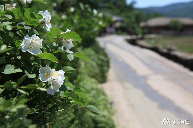 아산 외암민속마을의 늦봄 사진