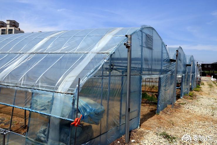 마카를 재배하고 있는 성거산 농원 비닐하우스