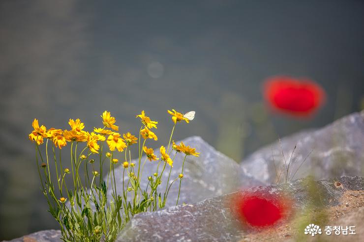 빠알간 꽃밭에서 위로받다 사진