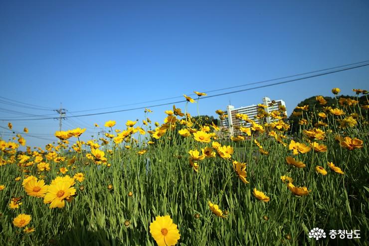 천안 성남면에서 찾은 금계국 꽃길 사진