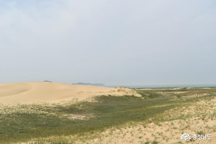 국내 최대 모래언덕 태안 신두리 해안사구 사진